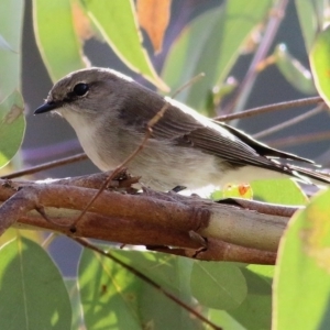 Microeca fascinans at Wodonga, VIC - 5 Sep 2020 11:17 AM