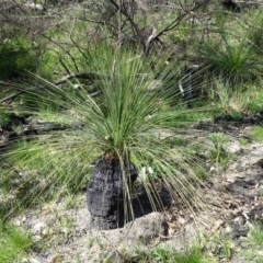 Xanthorrhoea glauca subsp. angustifolia (Grey Grass-tree) at Tidbinbilla Nature Reserve - 5 Sep 2020 by Mike