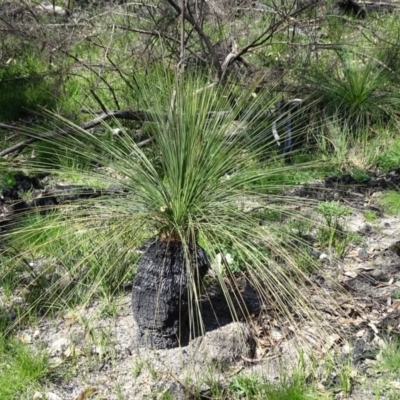 Xanthorrhoea glauca subsp. angustifolia (Grey Grass-tree) at Tidbinbilla Nature Reserve - 5 Sep 2020 by Mike