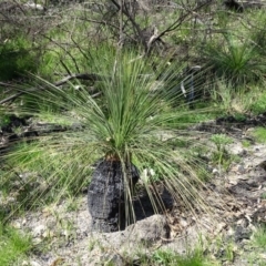 Xanthorrhoea glauca subsp. angustifolia (Grey Grass-tree) at Paddys River, ACT - 5 Sep 2020 by Mike