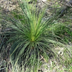 Xanthorrhoea glauca subsp. angustifolia at Paddys River, ACT - 5 Sep 2020