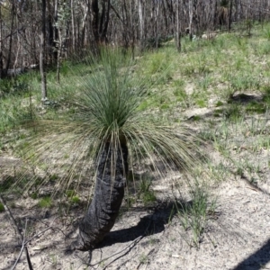 Xanthorrhoea glauca subsp. angustifolia at Paddys River, ACT - 5 Sep 2020