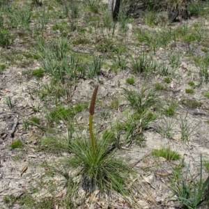 Xanthorrhoea glauca subsp. angustifolia at Paddys River, ACT - 5 Sep 2020