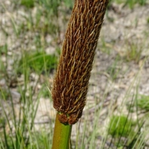 Xanthorrhoea glauca subsp. angustifolia at Paddys River, ACT - 5 Sep 2020