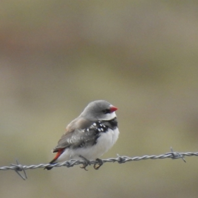 Stagonopleura guttata (Diamond Firetail) at Booth, ACT - 5 Sep 2020 by Liam.m