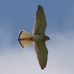 Falco cenchroides (Nankeen Kestrel) at Wodonga - 5 Sep 2020 by KylieWaldon