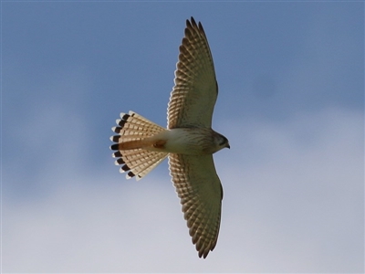 Falco cenchroides (Nankeen Kestrel) at Wodonga, VIC - 5 Sep 2020 by KylieWaldon