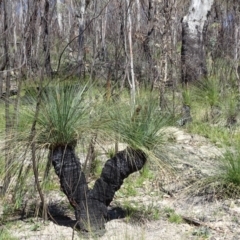 Xanthorrhoea glauca subsp. angustifolia (Grey Grass-tree) at Paddys River, ACT - 5 Sep 2020 by Mike