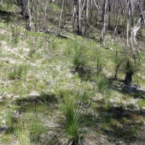 Xanthorrhoea glauca subsp. angustifolia at Paddys River, ACT - 5 Sep 2020