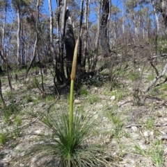 Xanthorrhoea glauca subsp. angustifolia at Paddys River, ACT - 5 Sep 2020