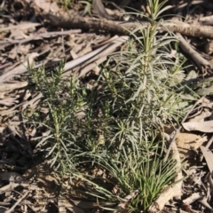 Cassinia longifolia (Shiny Cassinia, Cauliflower Bush) at Gundaroo, NSW - 2 Sep 2020 by MaartjeSevenster
