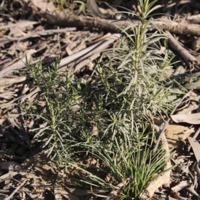 Cassinia longifolia (Shiny Cassinia, Cauliflower Bush) at Gundaroo, NSW - 1 Sep 2020 by MaartjeSevenster