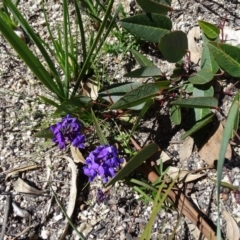 Hardenbergia violacea (False Sarsaparilla) at Tidbinbilla Nature Reserve - 5 Sep 2020 by Mike