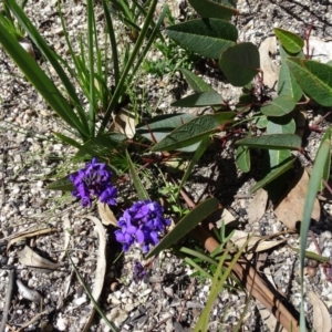 Hardenbergia violacea at Paddys River, ACT - 5 Sep 2020
