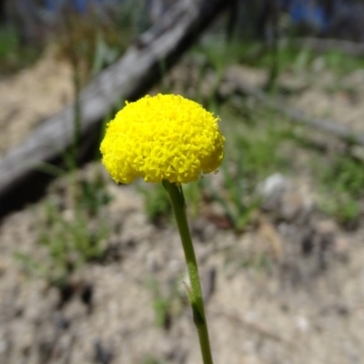 Craspedia variabilis (Common Billy Buttons) at Paddys River, ACT - 5 Sep 2020 by Mike