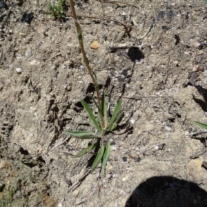 Craspedia variabilis at Paddys River, ACT - suppressed