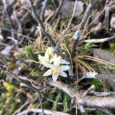 Wurmbea dioica subsp. dioica (Early Nancy) at Mulligans Flat - 4 Sep 2020 by JasonC