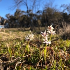 Wurmbea dioica subsp. dioica at Forde, ACT - 5 Sep 2020
