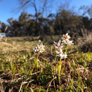 Wurmbea dioica subsp. dioica at Forde, ACT - 5 Sep 2020