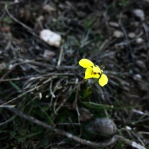 Diuris chryseopsis at Forde, ACT - 5 Sep 2020