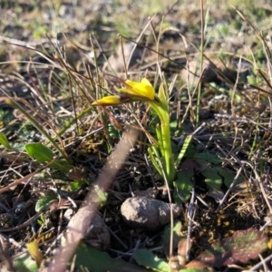 Diuris chryseopsis at Forde, ACT - 5 Sep 2020