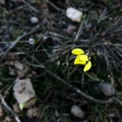 Diuris chryseopsis at Forde, ACT - 5 Sep 2020