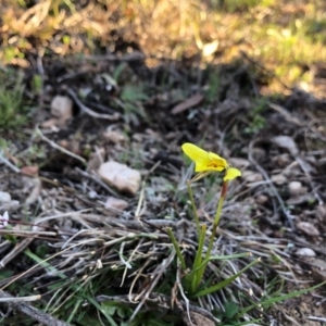 Diuris chryseopsis at Forde, ACT - 5 Sep 2020