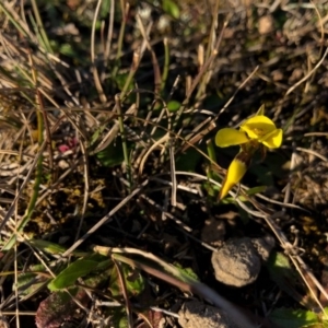 Diuris chryseopsis at Forde, ACT - 5 Sep 2020