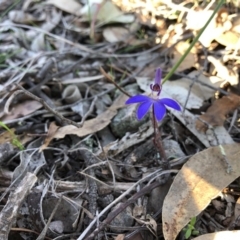 Cyanicula caerulea (Blue Fingers, Blue Fairies) at Mulligans Flat - 4 Sep 2020 by JasonC