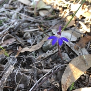 Cyanicula caerulea at Forde, ACT - 5 Sep 2020