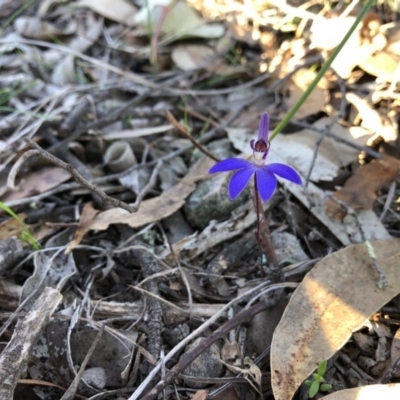 Cyanicula caerulea (Blue Fingers, Blue Fairies) at Forde, ACT - 5 Sep 2020 by JasonC