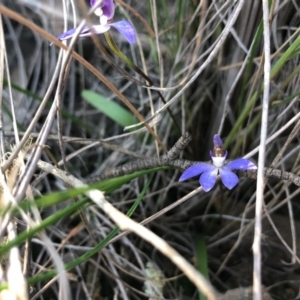 Cyanicula caerulea at Forde, ACT - 5 Sep 2020