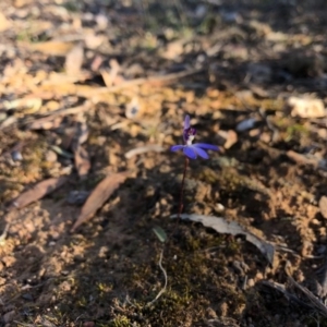 Cyanicula caerulea at Forde, ACT - 5 Sep 2020