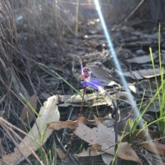 Cyanicula caerulea at Forde, ACT - 5 Sep 2020