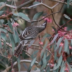 Anthochaera carunculata (Red Wattlebird) at Wodonga, VIC - 5 Sep 2020 by KylieWaldon