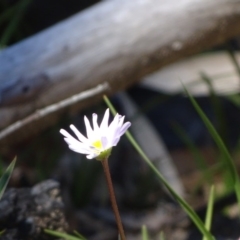 Calotis scabiosifolia var. integrifolia (Rough Burr-daisy) at Tidbinbilla Nature Reserve - 5 Sep 2020 by Mike