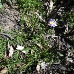 Calotis scabiosifolia var. integrifolia at Paddys River, ACT - 5 Sep 2020