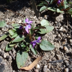 Viola betonicifolia (Mountain Violet) at Paddys River, ACT - 5 Sep 2020 by Mike