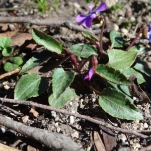 Viola betonicifolia at Paddys River, ACT - 5 Sep 2020