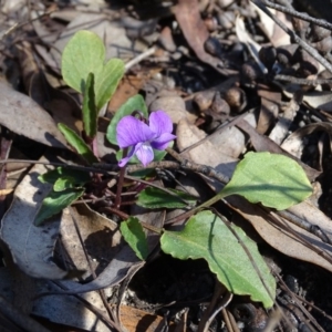 Viola betonicifolia at Paddys River, ACT - 5 Sep 2020