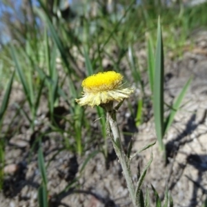 Coronidium scorpioides at Paddys River, ACT - 5 Sep 2020