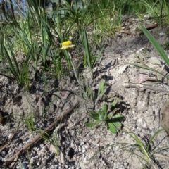 Coronidium scorpioides at Paddys River, ACT - 5 Sep 2020