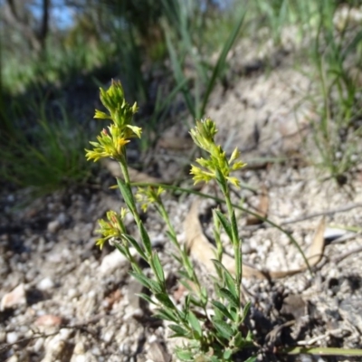 Pimelea curviflora (Curved Rice-flower) at Tidbinbilla Nature Reserve - 5 Sep 2020 by Mike