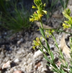 Pimelea curviflora at Paddys River, ACT - 5 Sep 2020