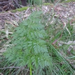 Conium maculatum (Hemlock) at Tidbinbilla Nature Reserve - 5 Sep 2020 by Mike