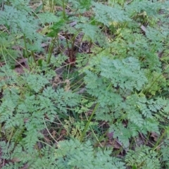 Conium maculatum at Paddys River, ACT - 5 Sep 2020