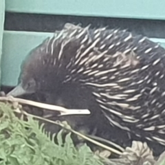 Tachyglossus aculeatus (Short-beaked Echidna) at Bega, NSW - 15 Apr 2020 by JenniferWillcox