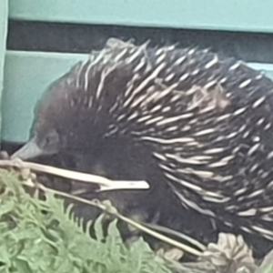 Tachyglossus aculeatus at Bega, NSW - 15 Apr 2020