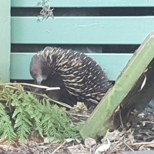 Tachyglossus aculeatus at Bega, NSW - 15 Apr 2020