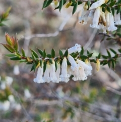 Leucopogon fletcheri subsp. brevisepalus (Twin Flower Beard-Heath) at Block 402 - 4 Sep 2020 by AaronClausen